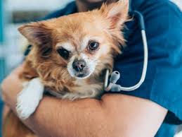 Dog testes usually descend by 10 days of age and it is considered to be cryptorchidism if they do not descend by the age of 8 weeks. Why Should My Cryptorchid Dog Be Neutered