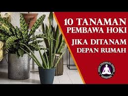 Tampilan depan rumah merupakan hal yang pertama kali terpampang untuk menggambarkan bagaimana suasana rumah secara umum. 10 Tanaman Pembawa Hoki Di Depan Rumah Menurut Fengshui Dan Primbon Jawa Youtube Tanaman Dekorasi Tanaman Lampu Hias Led