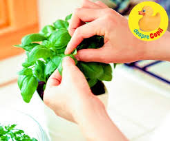 Ceaiul cu menta si util in bolile cardiovasculare. 5 Ceaiuri SÄƒnÄƒtoase In Timpul Sarcinii Pentru Iubitoarele De Ceai Desprecopii Com