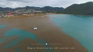Sargassum Landings Being Studied In Sint Maarten | Loop Caribbean News