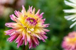 Research paper tagalog sample : Flower Synonyms Flower Antonyms Merriam Webster Thesaurus