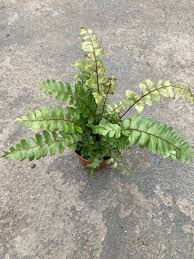 Image result for Didymochlaena