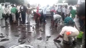 No a la izquierda no a la derecha. La Lluvia De Peces Existe Si No Te Lo Crees Mira