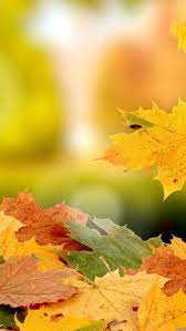 Autumn Fall Iphone Wallpaper Background Fall Wallpaper Autumn Leaves Wallpaper Background Hd Wallpaper
