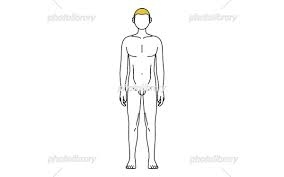 シンプルな線画 前から見た男性の全裸姿 イラスト素材 [ 7133327 ] - フォトライブラリー photolibrary