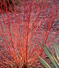 Cornus sanguinea 'midwinter fire' has particularly striking autumn colour, especially if grown in full sun. Cornus Red Twig Dogwood At Portland Nursery And Garden Center