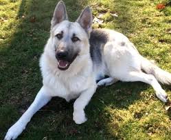 Black And White German Shepherd Puppy Black And White German Shepherd Photo Happy Dog Heaven Shepherd Dog Breeds German Shepherd Dogs German Shepherd Photos