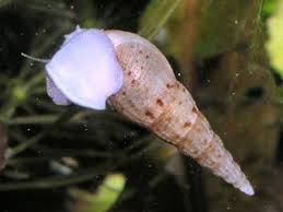 Are pest snails bad for my fish tank? How To Control Pest Snails In A Fish Tank Pethelpful