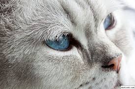 Bir Kedi Neden Tikali Bir Burun Var 7 Neden Tedavi Etmek