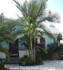 Try to plant your palm tree shortly after buying it. Piccabeen Palm