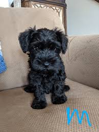 Click here to be notified when new miniature schnauzer puppies are listed. Miniature Schnauzer Puppies For Sale Marysville Oh 310141