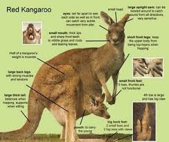 Yang Li Thesis Kangaroos Kangaroo Red Kangaroo Kangaroo Facts For Kids