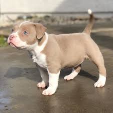 Pitbull Promotion