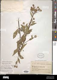 Image result for Lippia plicata