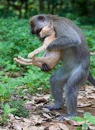 This practice is found all over the world, but indonesia captures more sharks than anywhere else. A Long Tailed Macaque Monkey Adopts A Kitten In The Forests Of Bali Indonesia Animals Friendship Cute Animals Animals