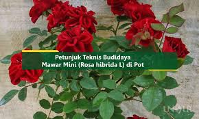 Iklim itu terdiri dari beberapa segi yaitu angin,dalam budi daya mawar, angin tidak mengubah dalam perubahan bunga mawar. Cara Budidaya Mawar Mini Rosa Hibrida L Di Pot Unsurtani Com