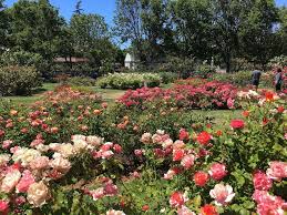 Municipal Rose Garden San Jose 2019 All You Need To Know Before You Go With Photos Tripadvisor In 2020 Trip Advisor Photo Jose