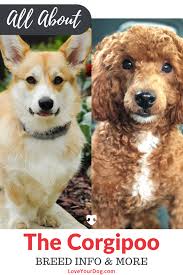 When two purebred dogs are intentionally mixed the result is known as a designer dog. Corgi Poodle Mix Corgipoo Breed Profile Puppy Costs More Corgi Poodle Mix Corgi Poodle Corgipoo