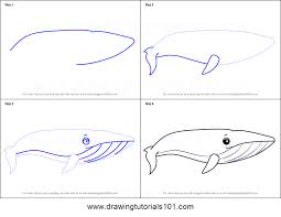 How To Draw A Cartoon Blue Whale Printable Drawing Sheet By Drawingtutorials101 Com Whale Drawing Blue Whale Cartoon Whale