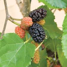 Image result for Morus