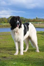 The newfoundland (and landseer) are descended from dogs used by fishermen in the newfoundland and labrador region of canada. Landseer à¹à¸¥à¸™à¹€à¸Š à¸¢ Canada Landseer Dog Dog Photography Puppies Giant Dogs