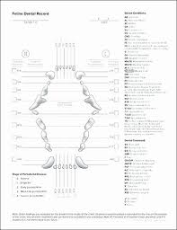 Feline dental chart numbers hasshe com. Feline Teeth Chart Verse