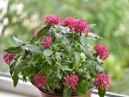 Image result for Pentas longiflora