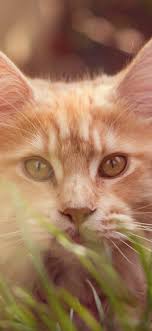 Fluffy followed the sweet smell and ended up becoming the warehouse manager. Brown Cat Grass Bokeh 1080x1920 Iphone 8 7 6 6s Plus Wallpaper Background Picture Image