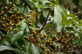 Image result for Synsepalum