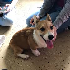 This Is My New Dog Cici I Love Her With All My Heart Aww