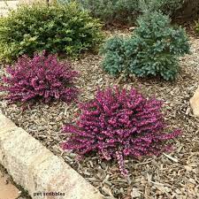 Kramer S Red Winter Heath Shrubs For Landscaping Winter Shrubs Landscaping Shrubs