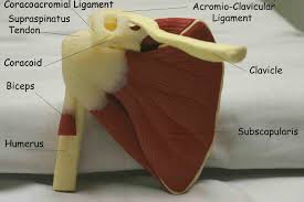 Infraspinatus and teres minor tendon. Uc San Diego S Practical Guide To Clinical Medicine