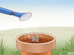 It's also a big test of your patience. How To Propagate Succulents From Leaves 14 Steps With Pictures