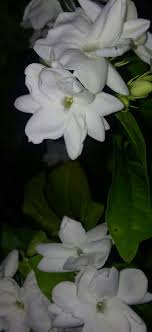 Jasmine Flower Photography Flower Wallpaper Flower Wallpaper Flowers Photography Jasmine Flower