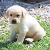 In più, il cane è tendenzialmente carnivoro, accetta qualche porzione di vegetali ma bisogna prestare attenzioni alle proporzioni. 1
