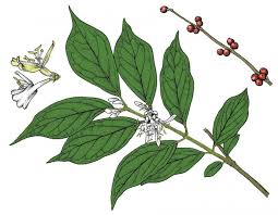Npr named honeysuckle one of the top 10 bands of 2016 so far. Bush Honeysuckles Amur Honeysuckle Mdc Discover Nature
