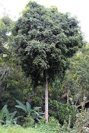 Image result for Englerodendron