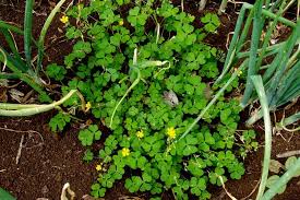 Image result for Oxalis corniculata