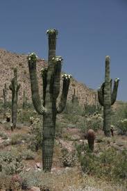 Cave creek tumbleweed hotel address, phone and customer reviews. 23 Cactus Etc Ideas Cactus Plants Prickly Pear