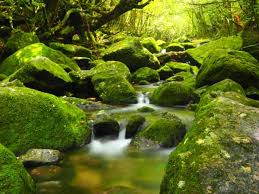 Yakushima Guide | JapanVisitor Japan Travel Guide