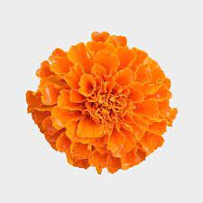 Marigold flowers offers delivery for daniel island, mt. Orange Marigold Flowers Bulk Wholesale Blooms By The Box