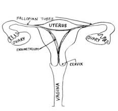 The female sexual organs have reproductive and sexual functions and are divided into internal and external sexual organs. Female Reproductive Anatomy University Of Colorado Ob Gyn