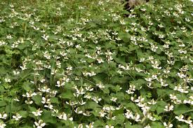 ツワブキ 岩蕗 庭木図鑑 植木ペディア