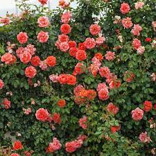 Above All Climbing Rose From Spring Hill Nurseries Climbing Roses Spring Hill Nursery Trees To Plant