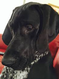 German Shorthaired Pointer Smart Friendly German Shorthaired Pointer Gsp Puppies German Shorthaired Pointer Black