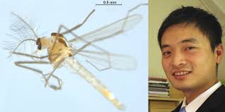 Belgica antarctica is a species of flightless midge endemic to the continent of antarctica. Fly Hunter Has Discovered 30 New Species
