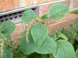 Image result for Amaranthus graecizans