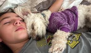 Lost dog in Laurens County?