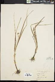 Image result for Hypoxis bampsiana