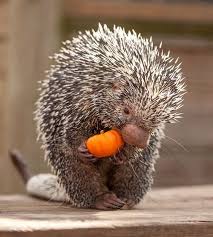 Porcupine With A Pumpkin Animals Beautiful Cute Animals Cute Creatures